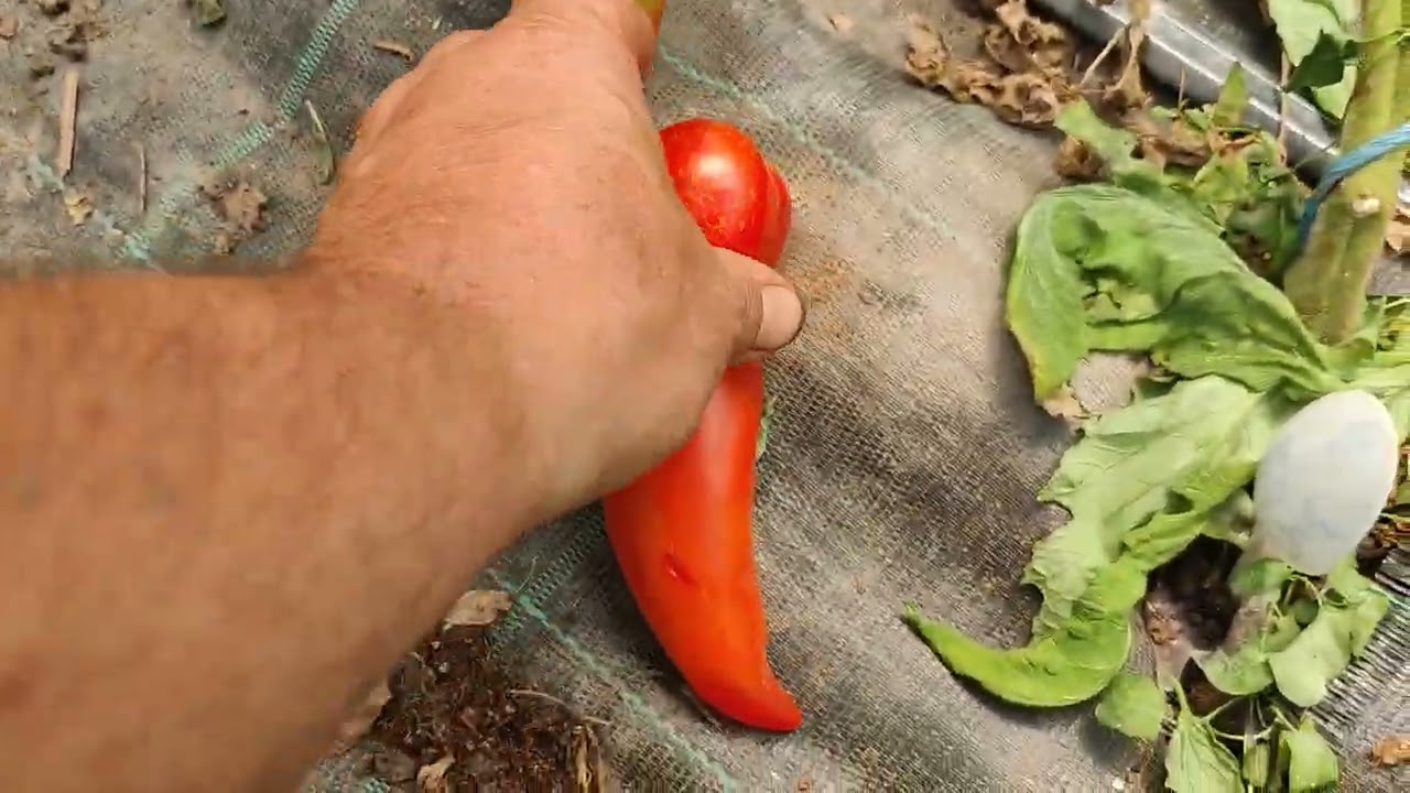 Paradajz Paprika