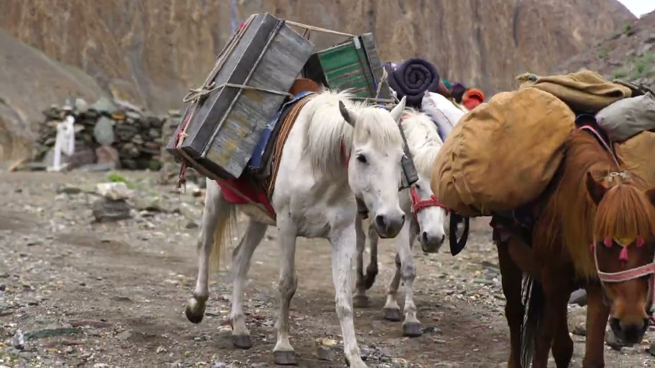 Ladakh Horses
