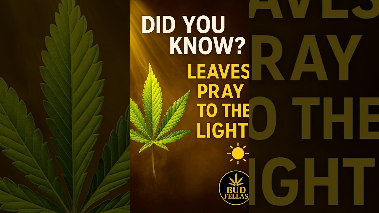Why Cannabis Leaves &lsquo;Pray&rsquo; When They&rsquo;re Happy 🌿