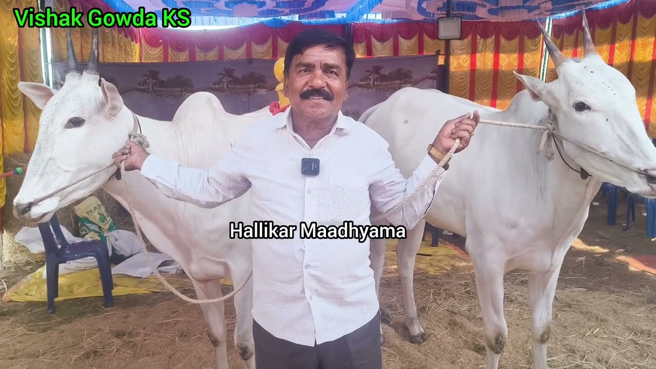 2 ಜೋಡಿ Top ಹಳ್ಳಿಕಾರ್ ಎತ್ತುಗಳು| #topquality #cow #hallikar #bull #desicow #viralvideo #mandya #viral 