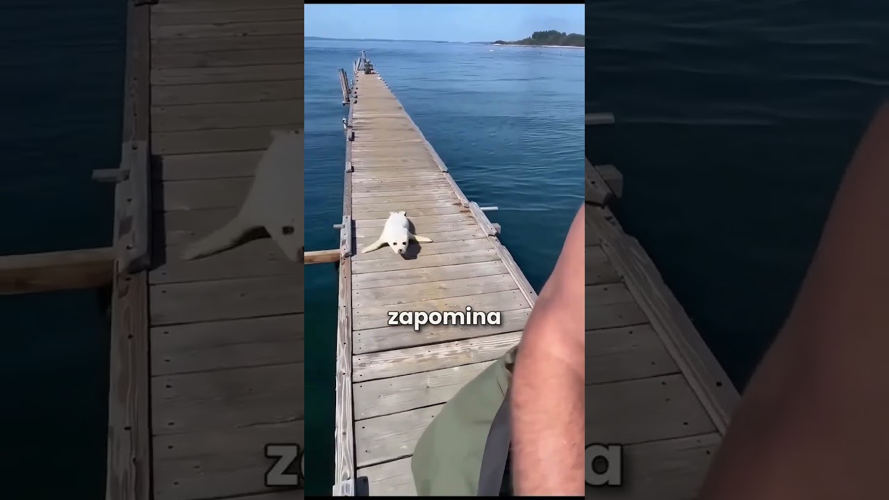 Uratował foczkę przed rekinem! 😮