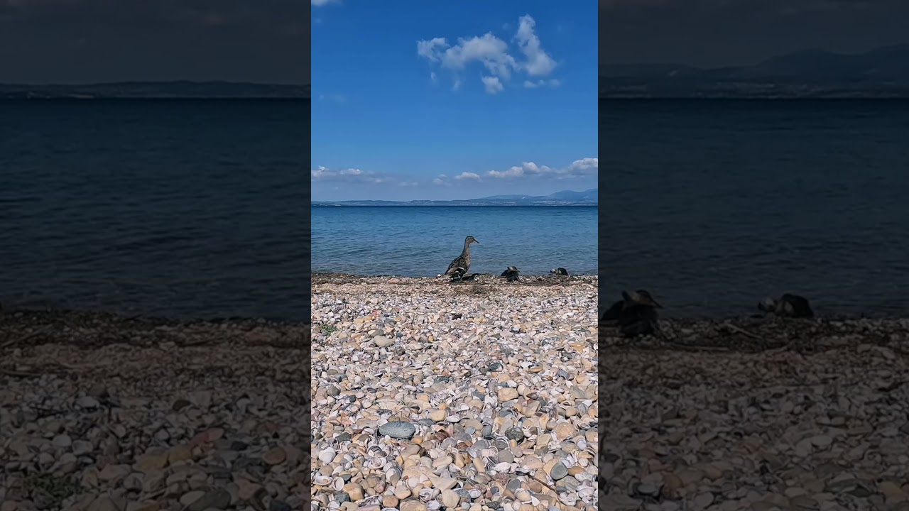 Gentle Duck Quacks 🦆 #nature #relaxingsound