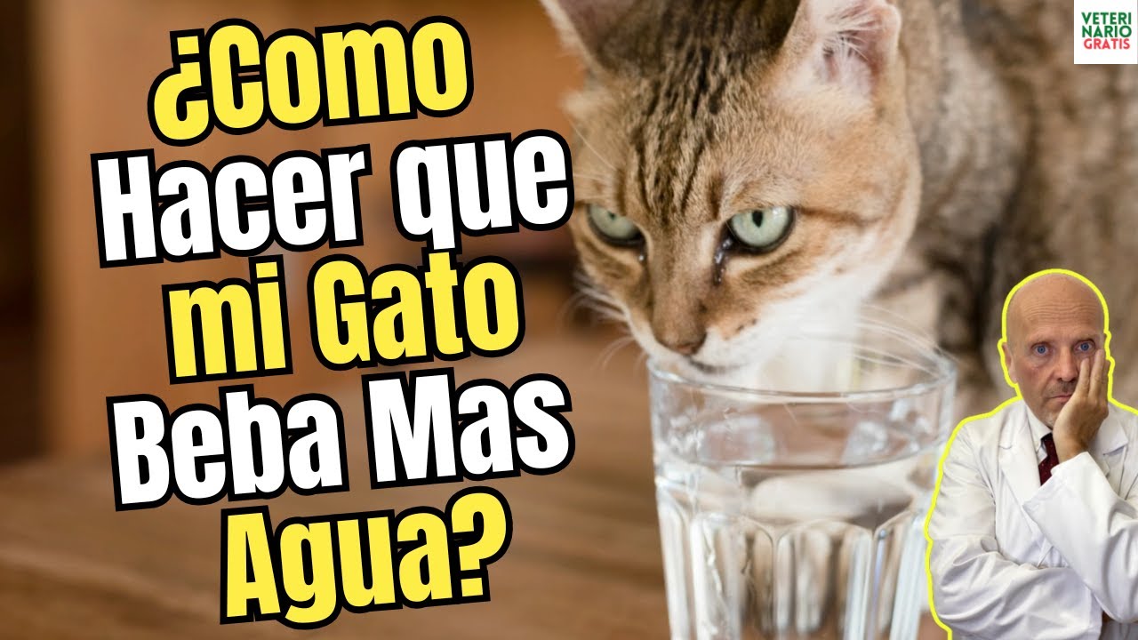 🐱💧 ¿CÓMO HACER QUE MI GATO BEBA MÁS AGUA? 🚰😺