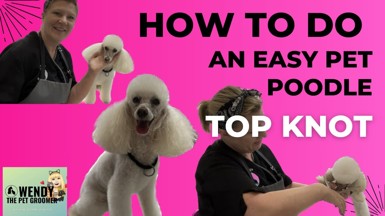 Perfect Poodle Top Knot Tutorial: Step-By-Step Guide For Pet Grooming | WendysPetSalon.co.uk