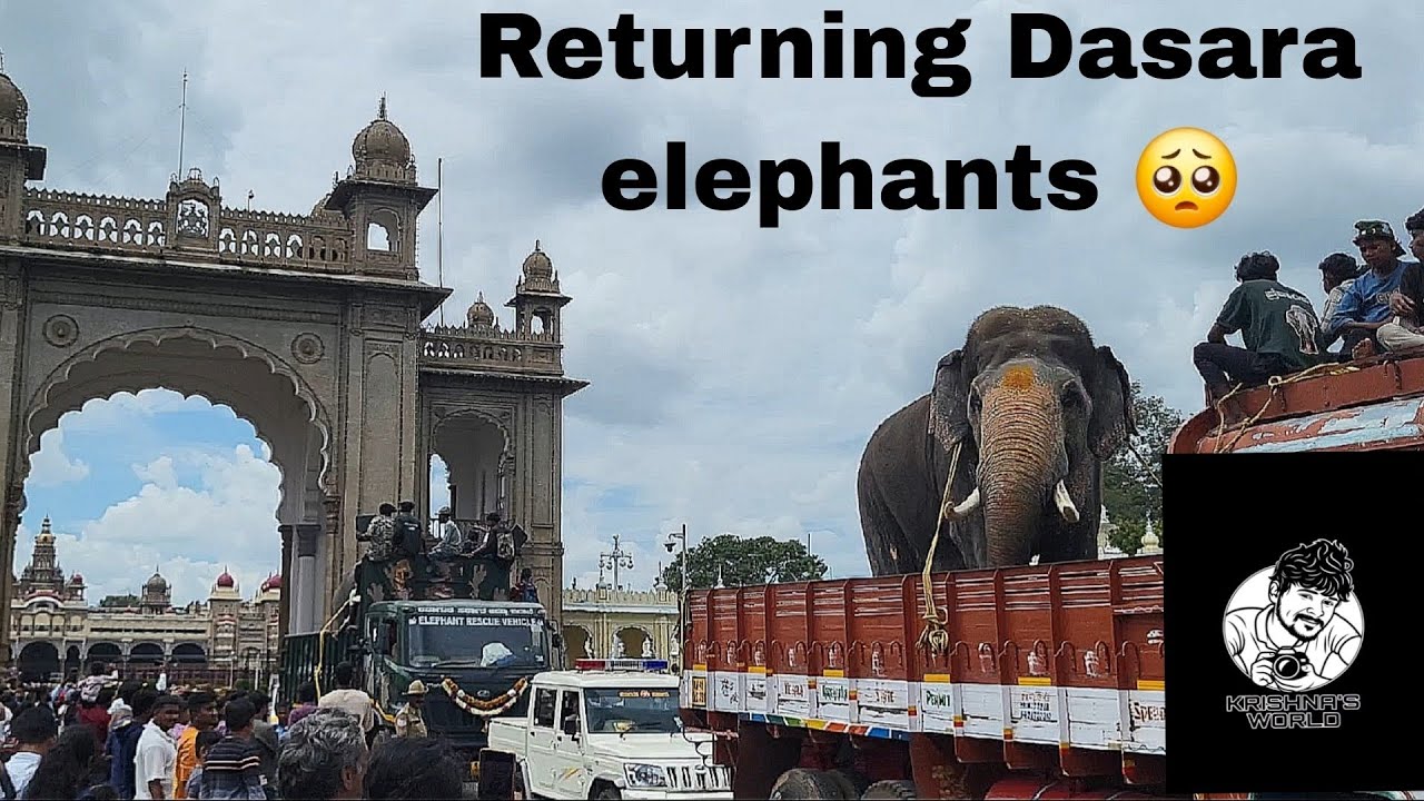 Returning dasara elephants 2025/miss u guys😖🥺 mysuru dasara /Kannada 