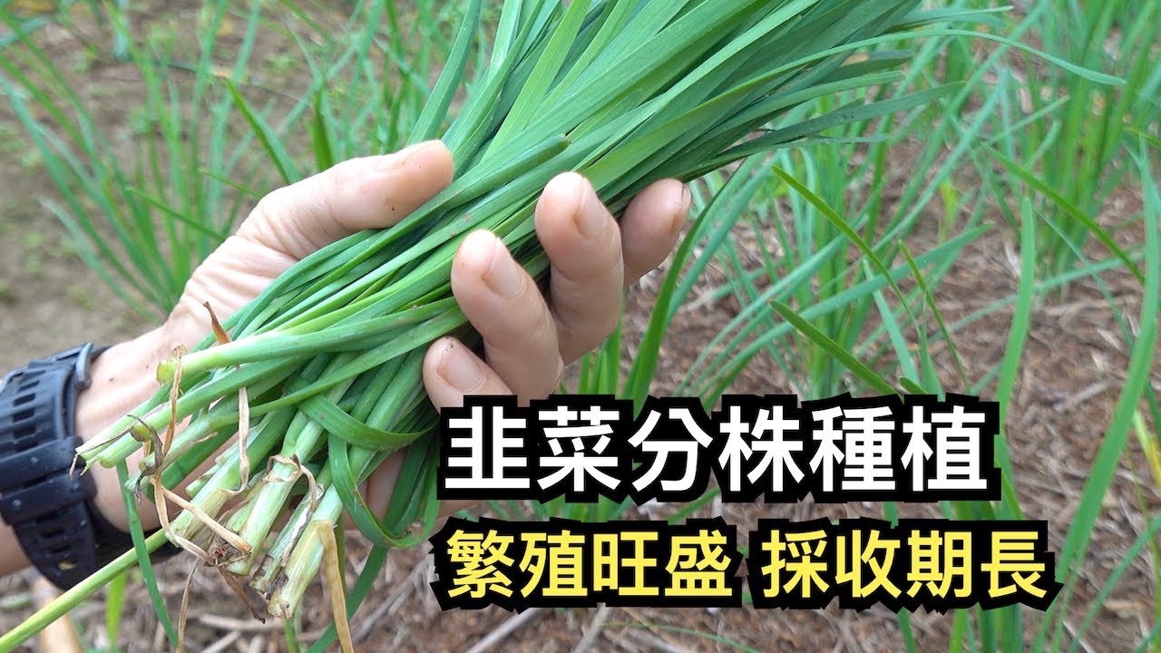 韭菜分株種植