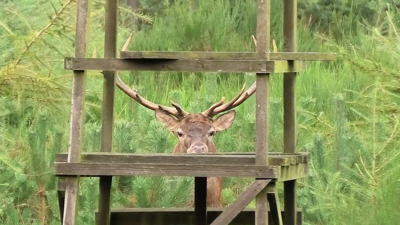 Der Hirsch vom Dr&uuml;ckjagdbock    the stag from the driven hunt stand