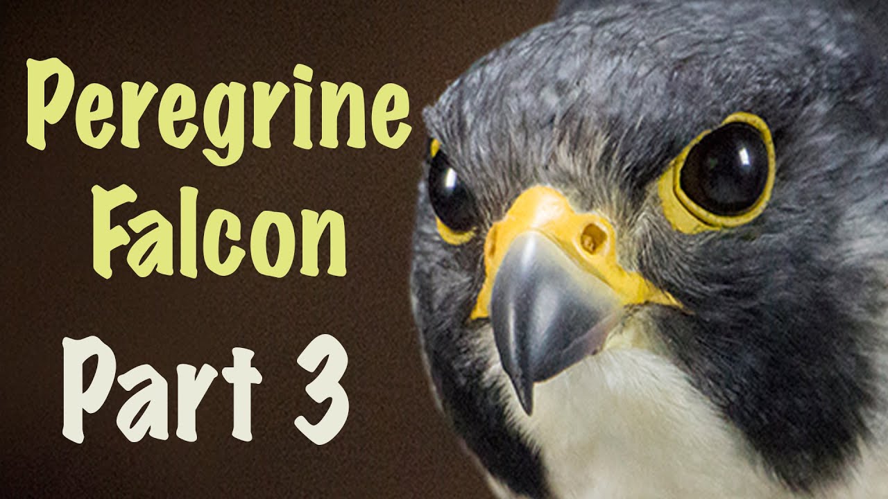 Peregrine falcon finished. Part 3.
