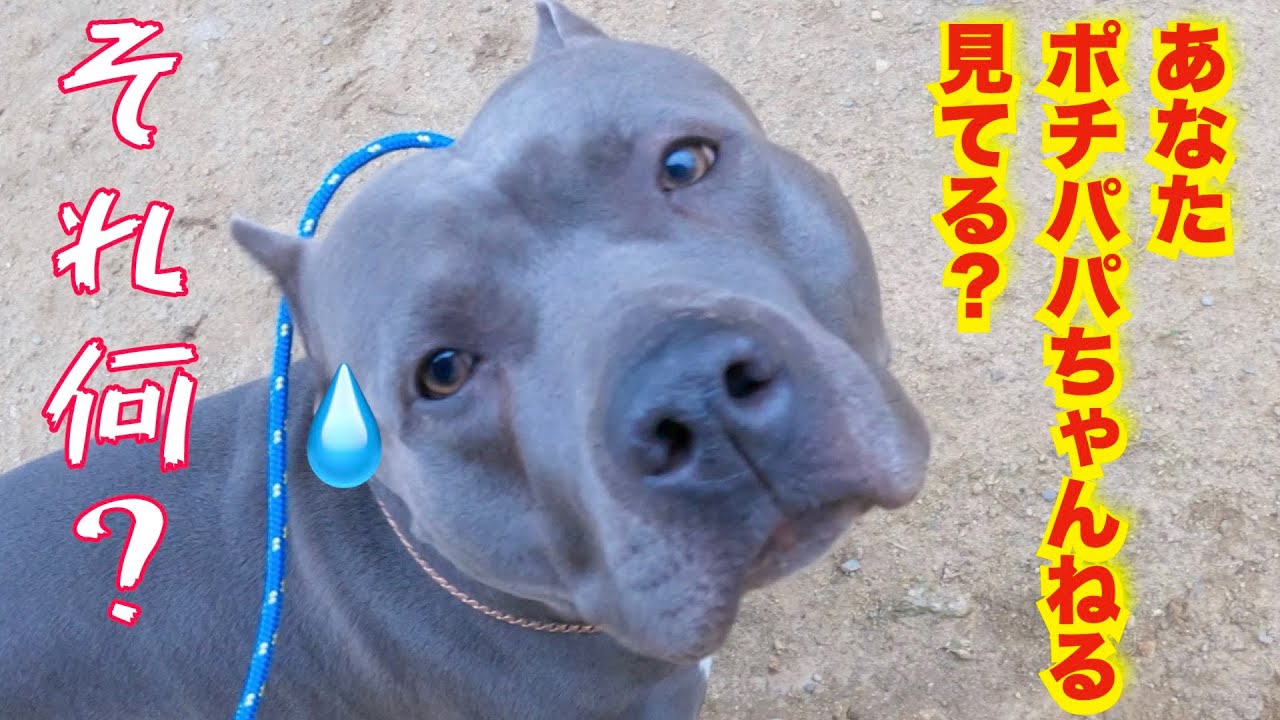 【ピットブル】緊急保護させて頂きました