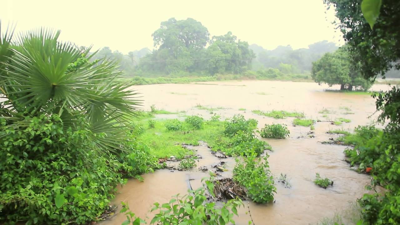 Heavy monsoon rain in my village near Udupi (18 June 2016)