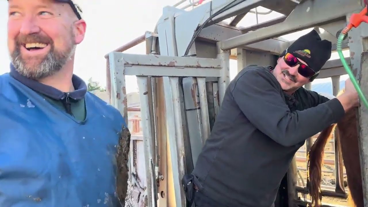 Preg Checking Cows
