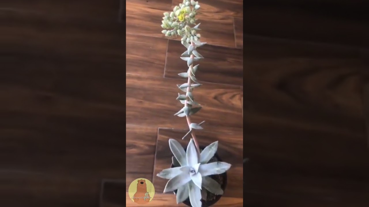 Toda llena de pruina esta Dudleya Brittonni #Short #Shorts #Suculentas #Succulents