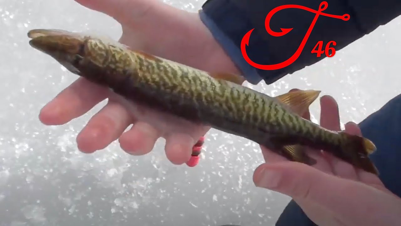 Ice Fishing for Grass Pickerel - Quest 46 of 50