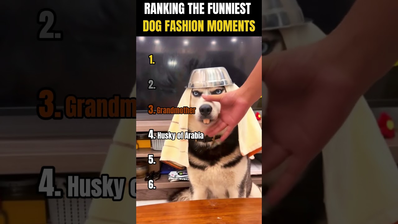 RANKING THE FUNNIEST DOG FASHION MOMENTS! 🐶👗