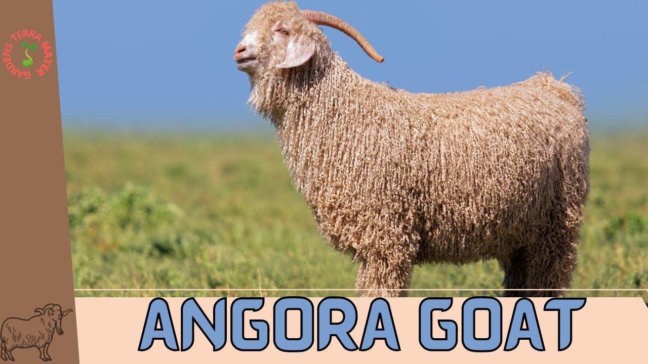 Angora Goats: The Graceful Fiber Producers of Agriculture! (Capra aegagrus hircus)