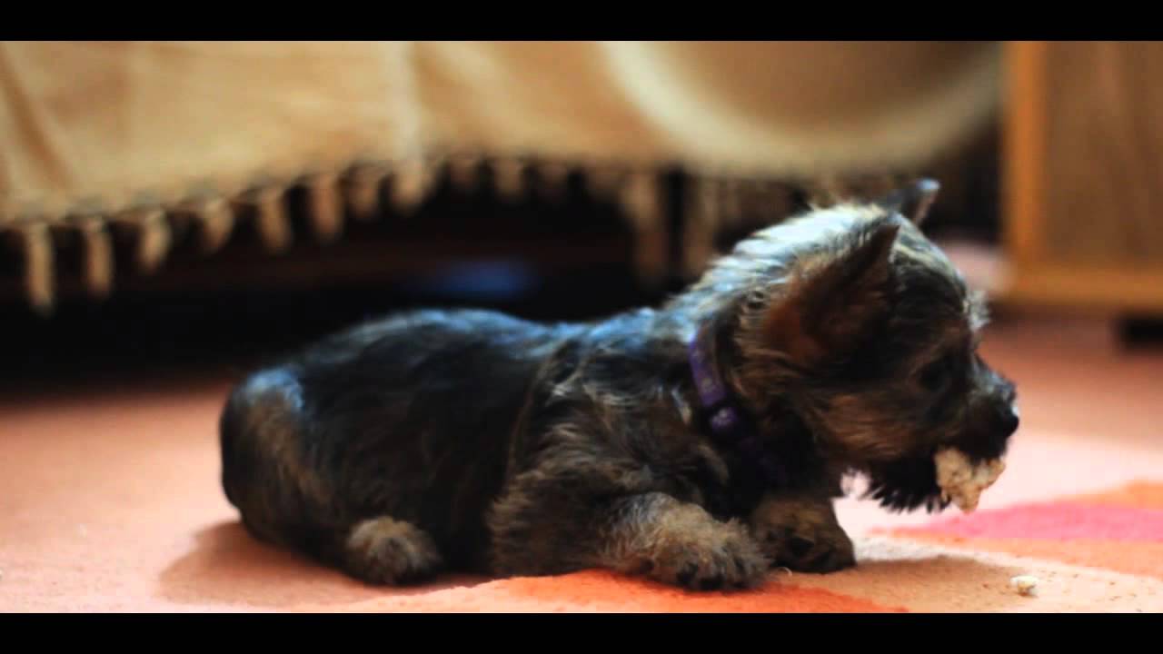 my little cairn puppy 10 weeks old crazy dude shot on canon 600d .50mm f1.8 lens .
