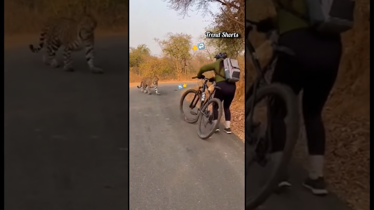 On Camera 🐆 Leopard Charges at Cyclist on Road! 😱 Sudden Panic #shorts