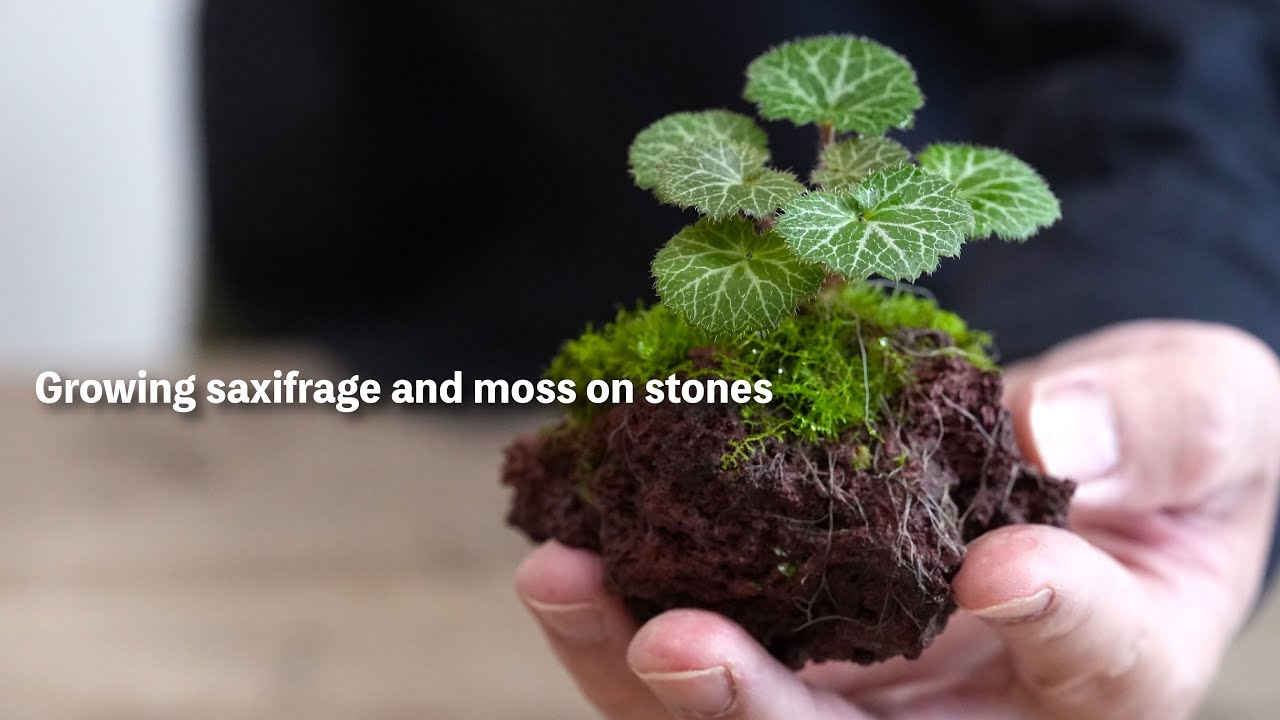 ユキノシタと苔を溶岩石に着生させる No.187