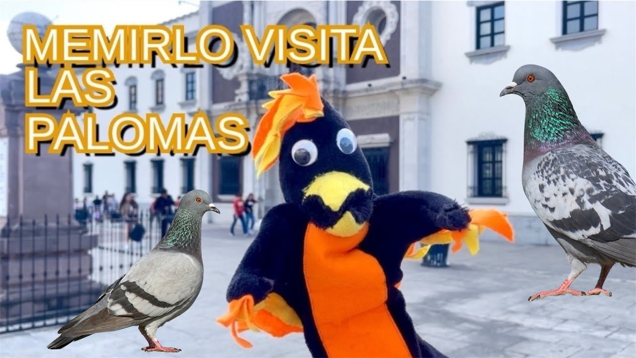 Pájaro Memirlo en la plaza de colegio civil visitando las palomas en monterrey 
