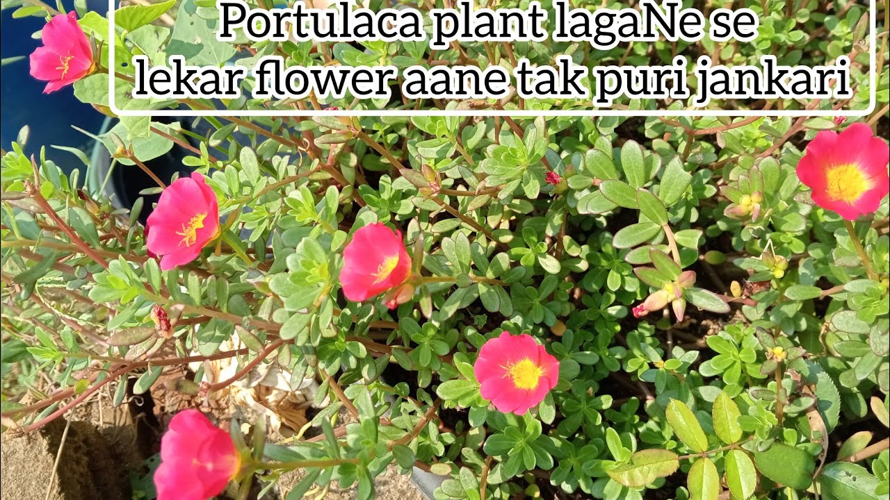 Perslene portulaca plant ke baare me puri jaankari ,☘️☘️🤩🌻@meri_bagiyaa