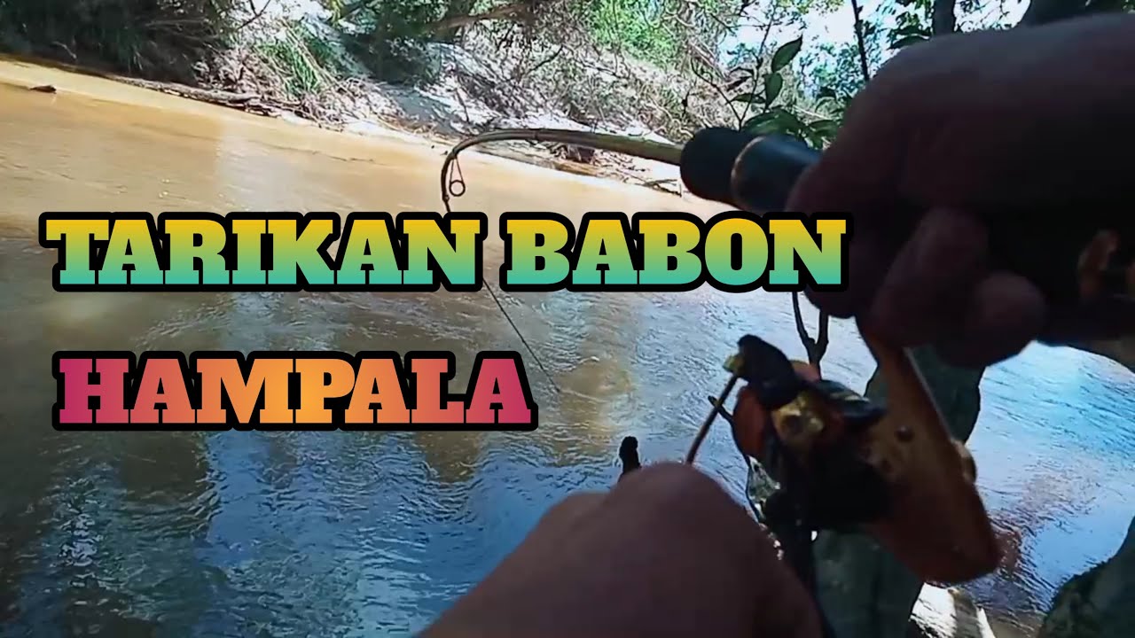 hampala mengganas saat air keruh || casting ikan hampala | capung 702 | maguro scuilla 800