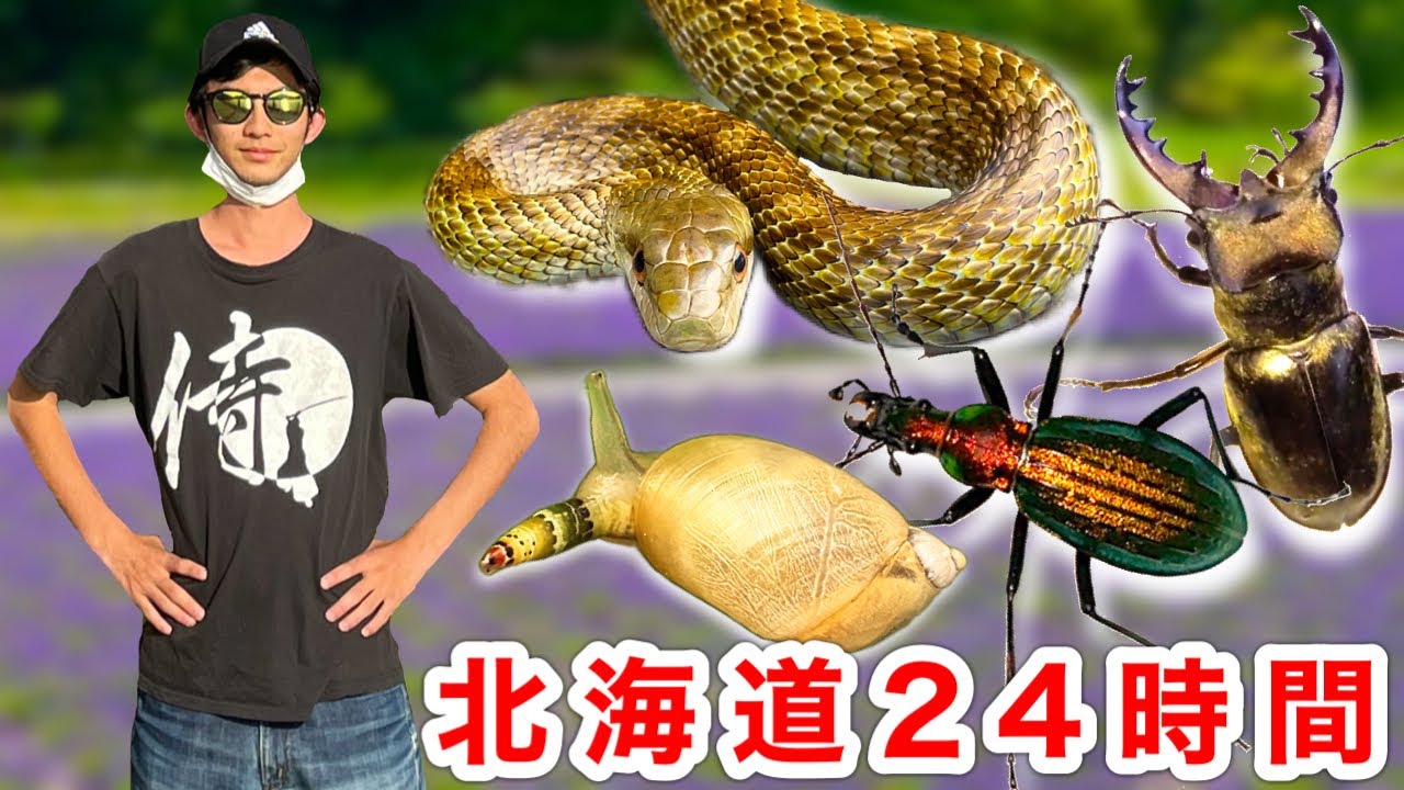北海道で24時間生き物採集したら何種類みつかるのか？！【鰐さんコラボ】