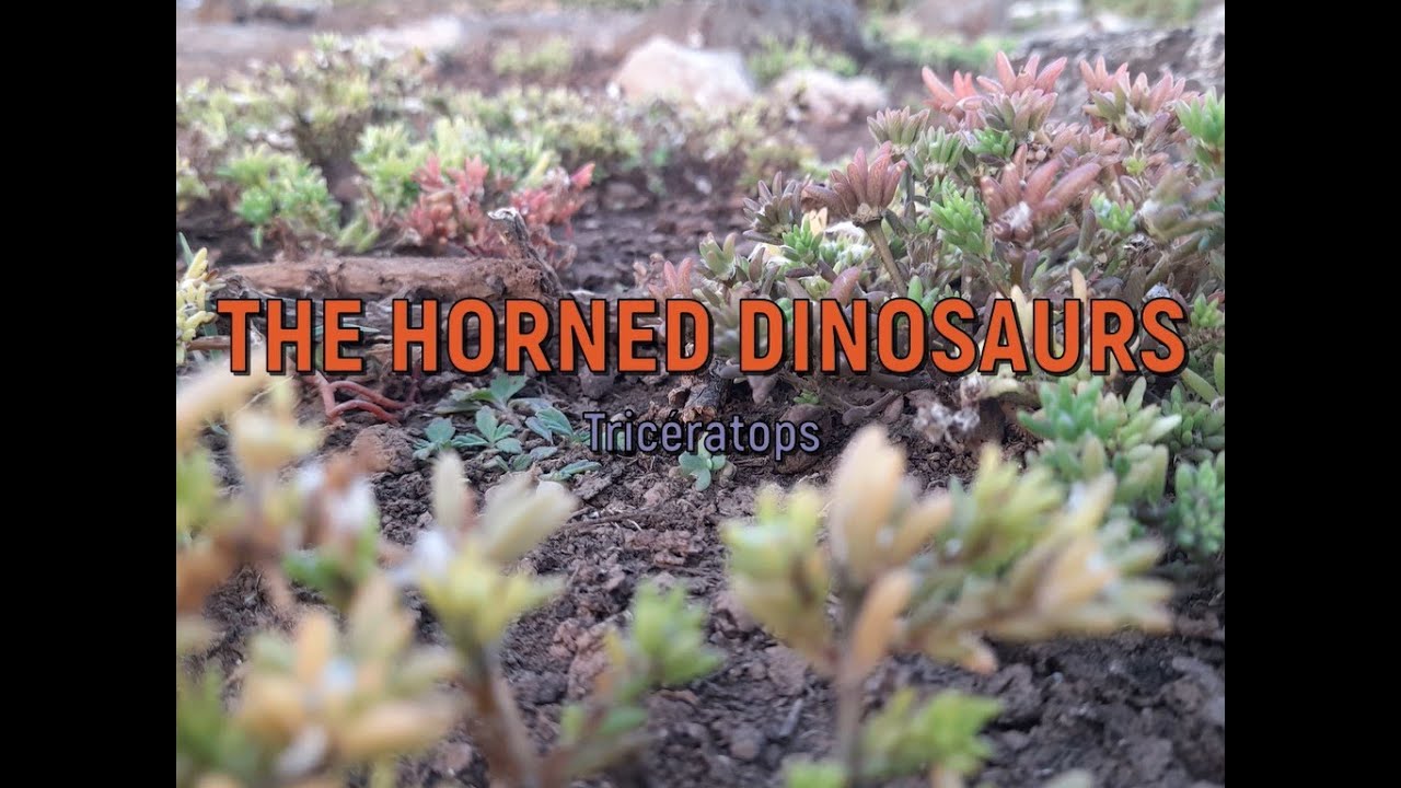 The Horned Dinosaur