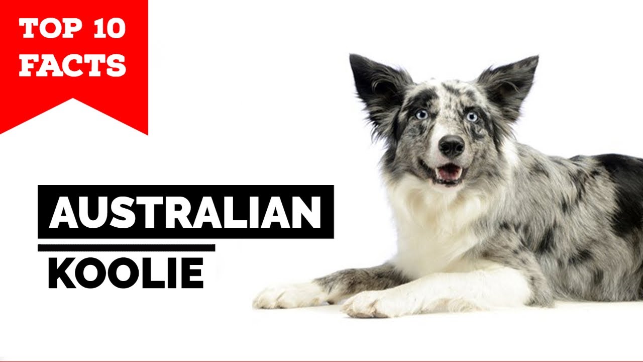 Australian Koolie - Top 10 Facts