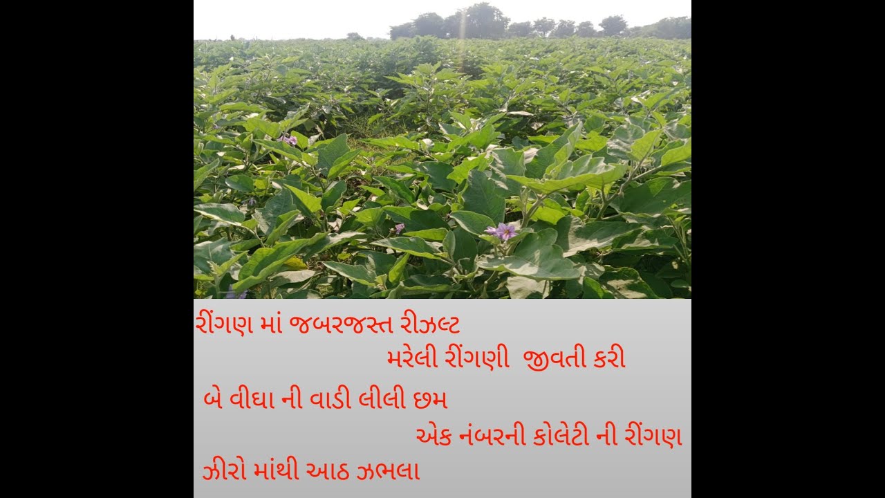 રીંગણ માં બેસ્ટ રીઝલ્ટ # ઝીરો માંથી આઠ ઝભલા # મરેલી રીંગણી જીવતી કરી# 7984898504 #રીંગણ#બેસ્ટરીઝલ્ટ
