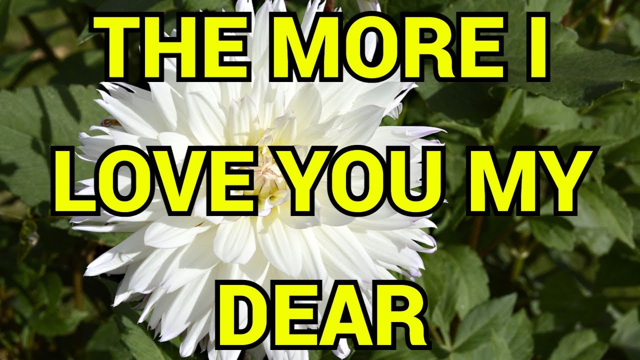 The more I love you my dear/love poems/Pernia quotes