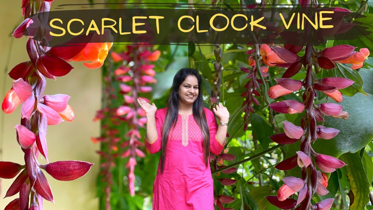 Rare flowering climber for winter and Spring || Indian Clock Vine || Thunbergia coccineum||Sehra bel