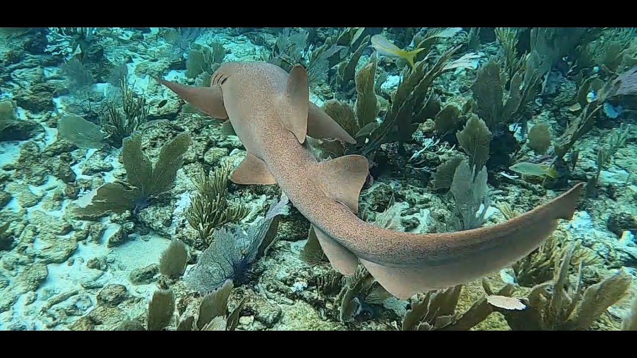 Snorkeling Islamorada Florida (Florida Keys)