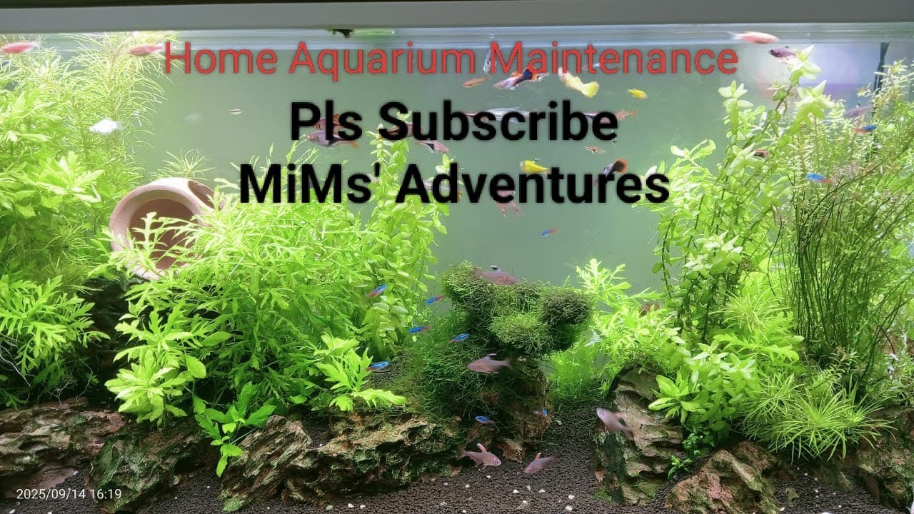 Home aquarium maintenance 
