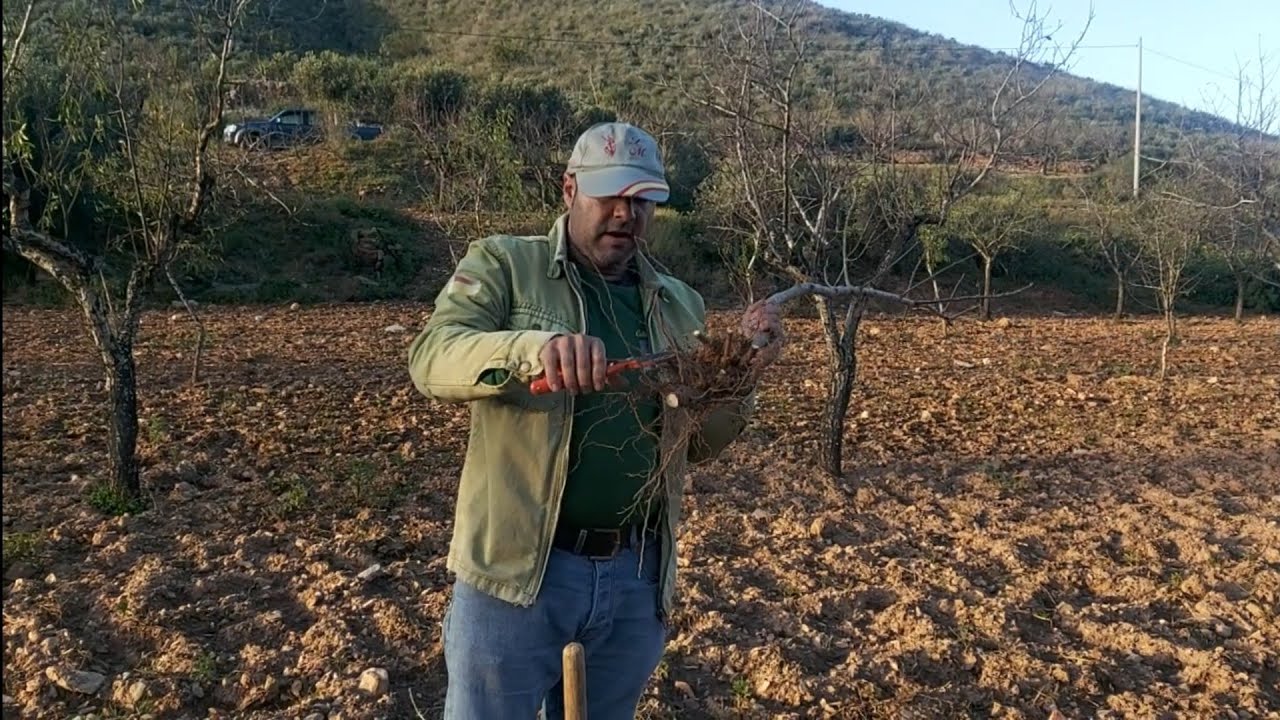 L.M plantando Almendros variedad Ramillete 🇪🇸🌳😊🌾🌳
