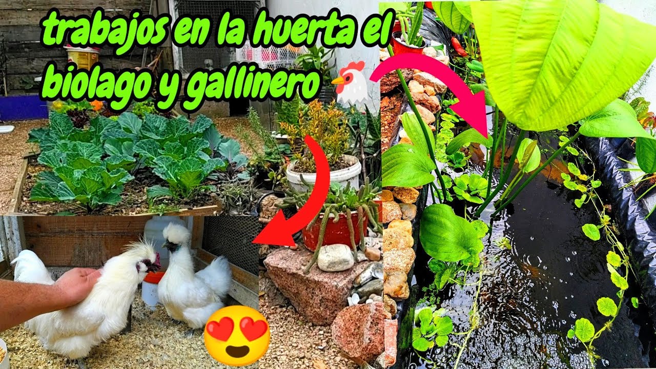 trabajos en la huerta, biolago, gallinero para la temporada de primavera