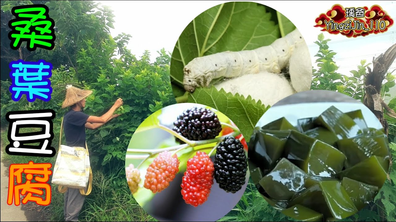 如何做桑葉豆腐-How to Make Mulberry Leaf Jelly/瑀爸YingziJin_110#79