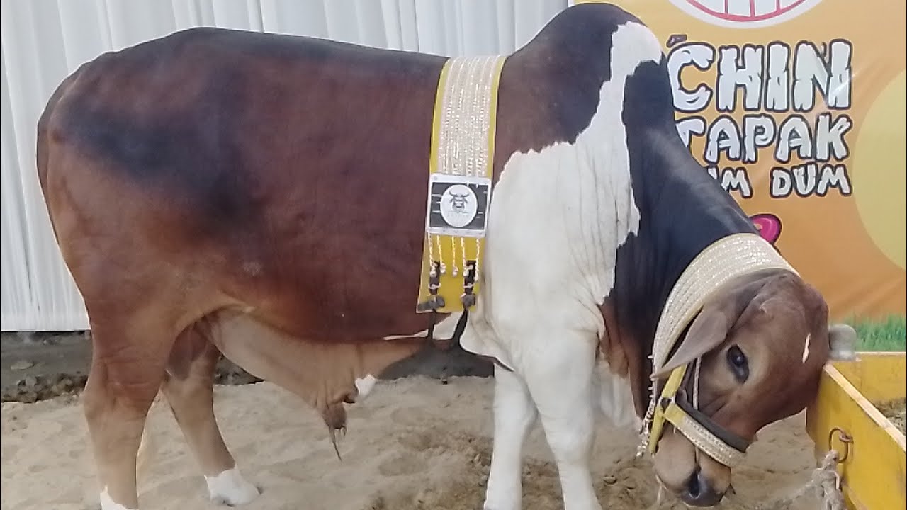 Cow walk in cattle farm 2025 Eid Mubarak
