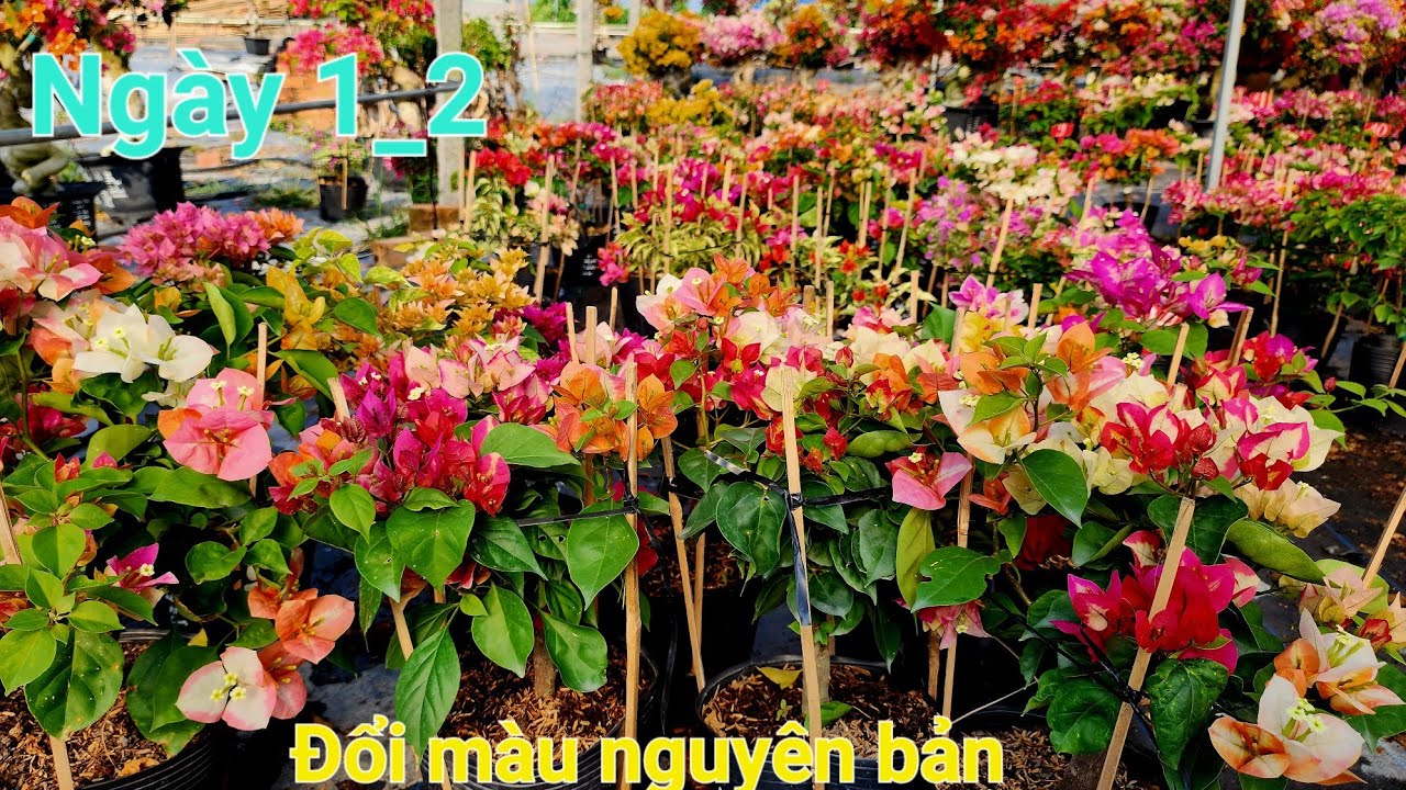 CN 1_2_2026