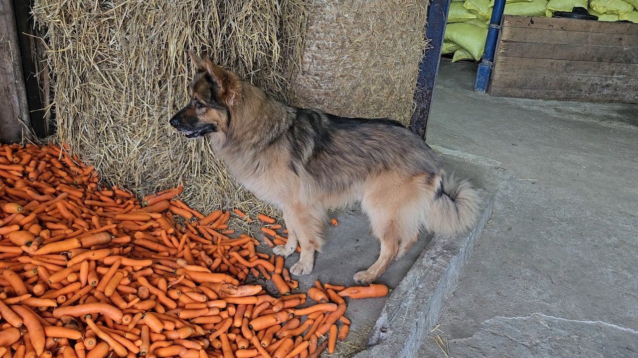 ARES MYŚLAŁ ŻE MARCHEWKI ZASYPAŁY KOTKA - Oddajemy koguta 