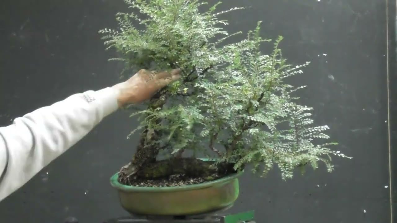 Bonsai Northwest Bonsai Critique Demonstration May 2024