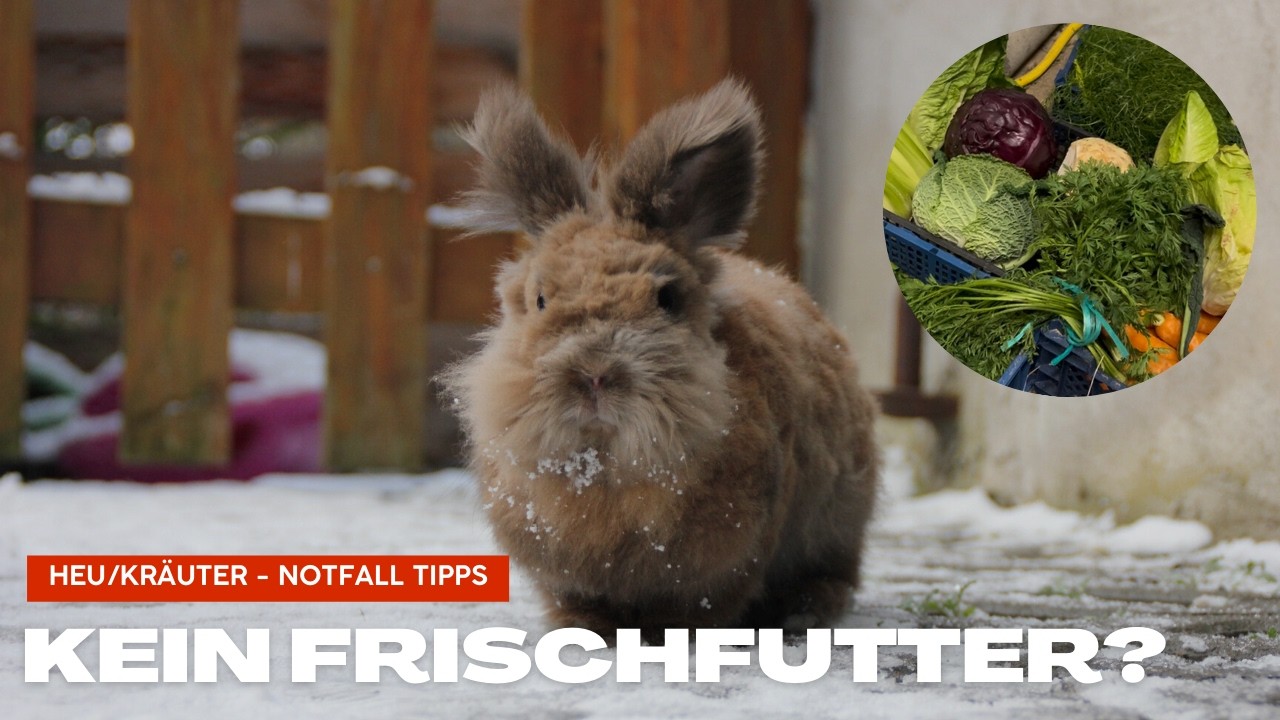 Kein Frischfutter für Kaninchen vorrätig? Diese Vorräte solltest du immer da haben!