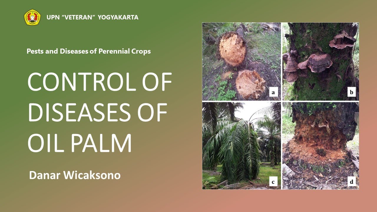 CONTROL OF DISEASES OF OIL PALM - GANODERMA
