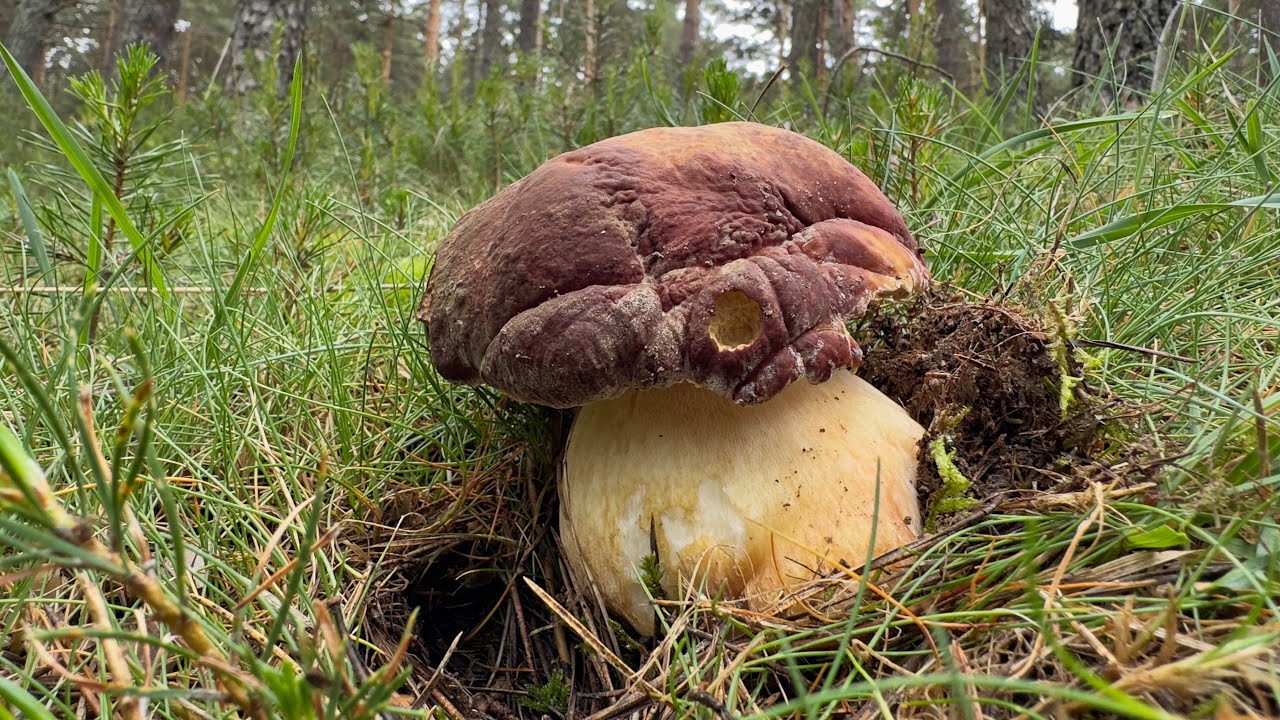 BOLETUS PINICOLA (Ekaina, 2023) HDR