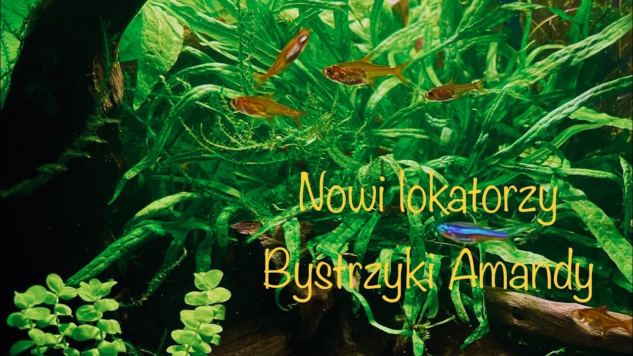 Akwarium 40 litr&oacute;w. Bystrzyk Amandy i wygrana z ospą