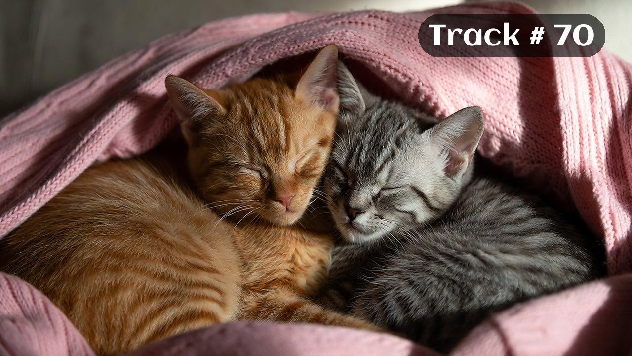 [Sleepy Cats Piano #70] Calm Piano Music for Cat Lovers