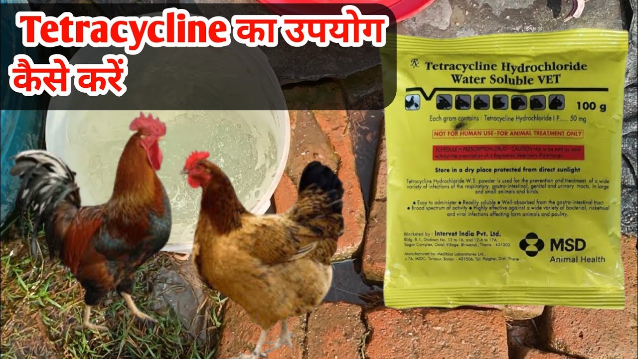 How to use tetracycline powder |मुर्गियों को  tetracycline कैसे दें | deshi murgi palan |