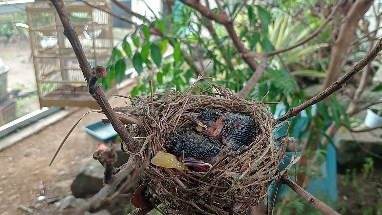 feed the baby birds, whose parents leave