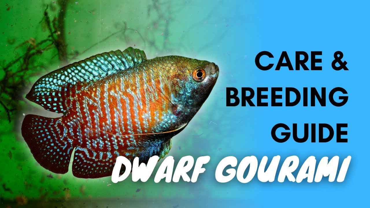 Dwarf Gourami: Basics And Care Guide