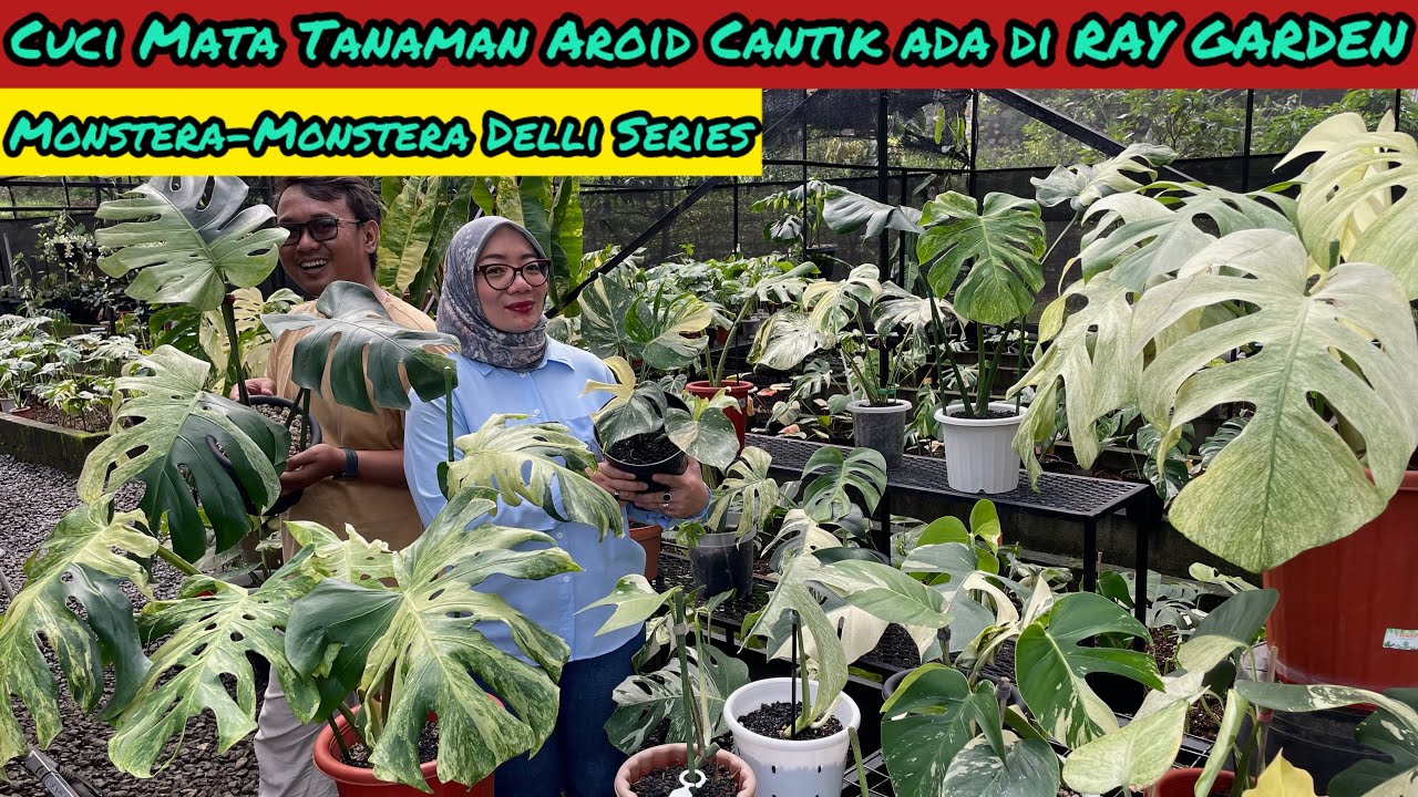 CUCI MATA TANAMAN CANTIK ADA DI RAY GARDEN⁉️ MONSTERA DELI SERIES TRAH MEGA BINTANG (081382628543)
