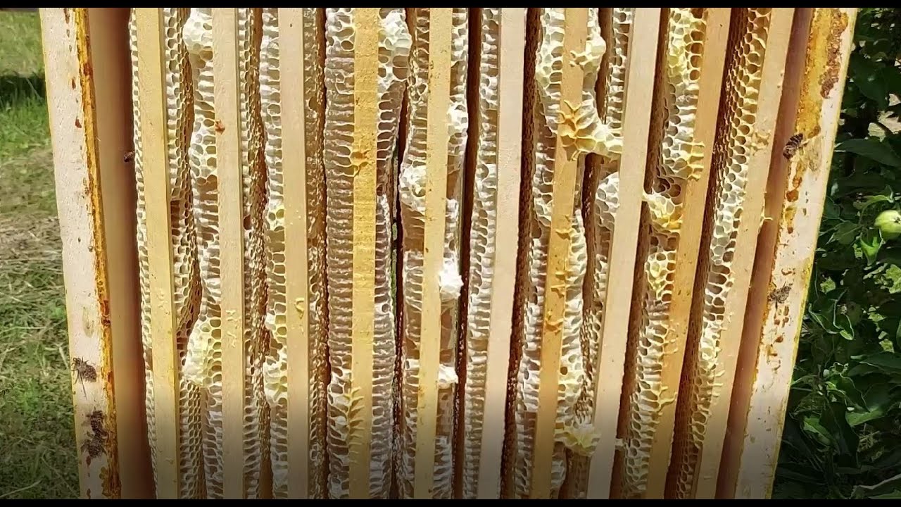 Bagrem 2022- Vrcanje bagremovog meda/  Acacia 2022- Harvesting acacia honey